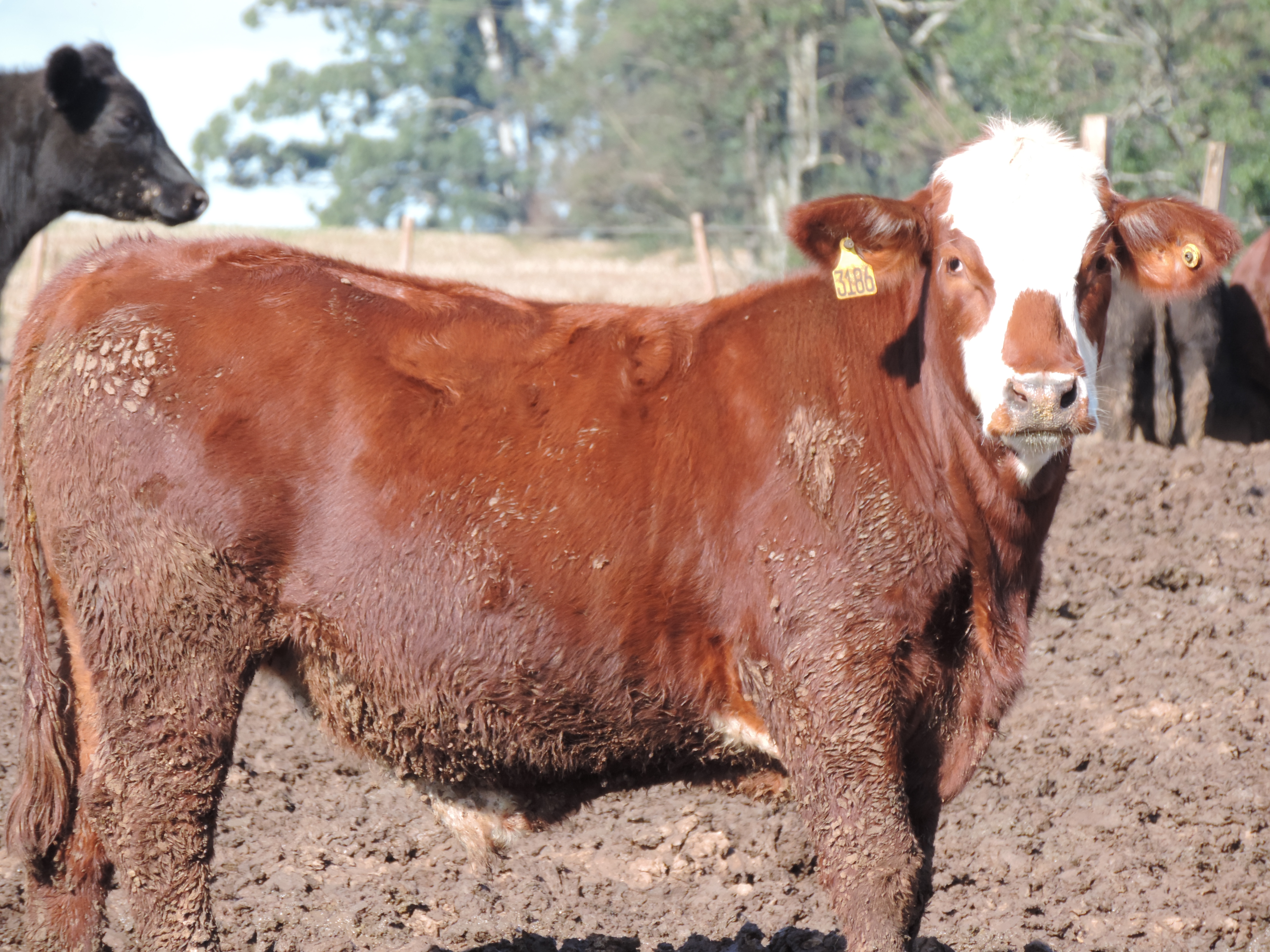 Fazenda Zancanaro